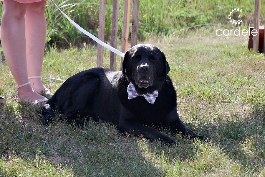 Cape Cod Wedding Photos
